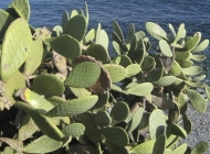 A pretty impressive cactus growing wild by the seaside outside Bastia in the village of Erbalunga.