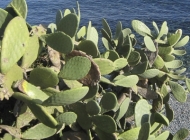 A pretty impressive cactus growing wild by the seaside outside Bastia in the village of Erbalunga.