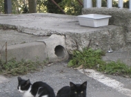 Okay, everyone knows I``m a ``cat lady`` - there are at least 20 homeless kittens in the two blocks near our hotel. I fed them several times today; while wary, they could easily be tamed. Other people seem to feed them too.