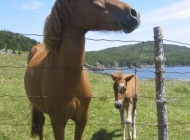 Horses Near Back Cove (by Marilyn Pincock)