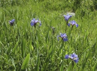 Irises growing in the meadow on the way to the community stage (by Marilyn Pincock)